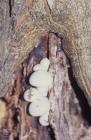 Garth, Gwaelod y Garth: fungi & Plant/tree