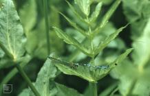 Cwmbran: Invertebrate & Odonata