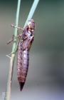 Forest Farm, Cardiff: Invertebrate & Odonata