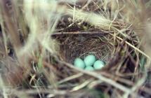 Merthyr Mawr: Bird & Eggs