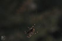 Flat Holm : Invertebrate & Arachnida