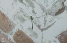 Flat Holm : Invertebrate & Odonata