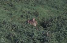 Flat Holm : Mammal & Plant/tree