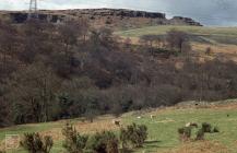 Quakers Yard: Plant/tree & Beech