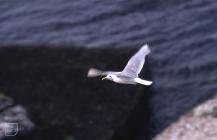 Puffin Island, Anglesey : Bird & Water