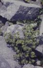 Mewslade Bay, Gower: Plant/tree