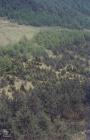 Nant-y-Moel: Plant/tree & Landscape