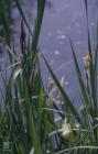 Forest Farm, Cardiff: Plant/tree & Water