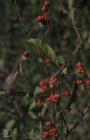 Ely, Cardiff: Plant/tree