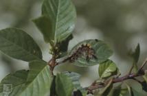 Tongwynlais: Invertebrate & Frangula alnus