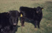 Forest Farm, Cardiff: Cow, Agriculture &...