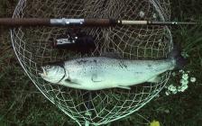 Salmon Angling Catch
