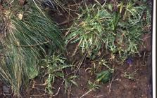 St Mary's Well Bay: Plant/tree & Arum maculatum