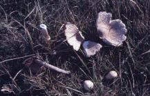 Sully Island: Fungi