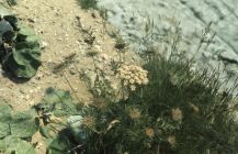 Rhoose: plant/tree & Daucus carota
