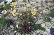 Rhoose: Plant/tree & Sonchus asper