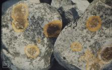 Gileston: Lichen & Placynthium nigrum
