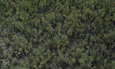 Briton Ferry: Plant/tree & Salicornia