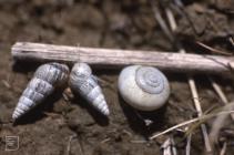 Rhoose: Invertebrate & Mollusca