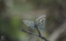 Merthyr Mawr: Invertebrate & Lepidoptera