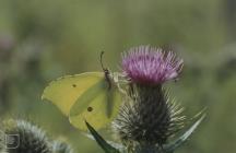 Castle-upon-Alun: Invertebrate & Lepidoptera