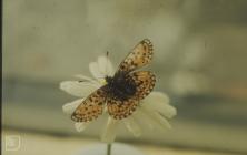 Pontyclun: Invertebrate & Lepidoptera