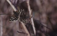 Merthyr Mawr: Invertebrate & Bracken