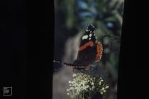 Sant-y-Nyll: Invertebrate & Lepidoptera