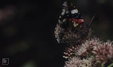 Gwaelod-y-Garth: Invertebrate & Eupatorium