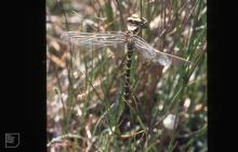 Strumble Head, Pembrokeshire: Invertebrate &...