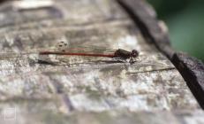 Lisvane, Cardiff: Invertebrate & Odonata