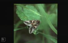 Ruthin: Invertebrate & Lepidoptera