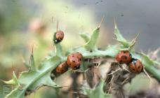 Ruthin: Invertebrate & Plant/tree