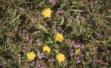 Pant Norton, Ogmore: Plant/tree & Thymus