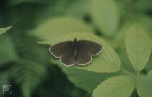 Tintern: Invertebrate & Lepidoptera