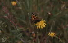 Pentyrch: Invertebrate & Lepidoptera