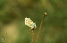 Three Cliffs, Gower: Invertebrate & Lepidoptera