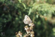 Glen Morlais: Invertebrate & Lepidoptera