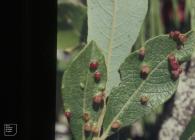 Pendoylan: Invertebrate & Plant/tree