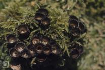 Merthyr Mawr: Fungi