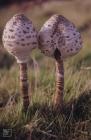 Heol y Mynydd: Fungi