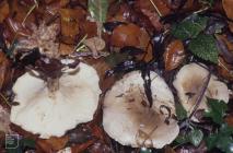 Radyr, Cardiff: Fungi