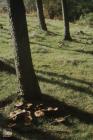 Ynysybwl: Plant/tree & Fungi