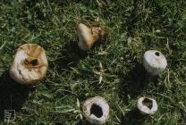 Llanwonno: Fungi