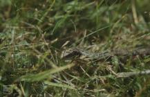 Dare Valley Country Park, Cwmdare: Reptile