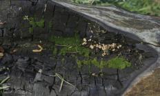Mountain Ash: Plant/tree & Fungi