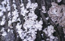 Forest Farm, Cardiff: Fungi & Forest Farm