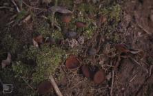 Wallas Wood, St Bride's Major: Fungi & Anemone