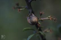 Porthkerry, Vale of Glamorgan: Plant/tree &...