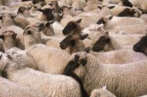 St Donats: Mammal & Sheep, Agriculture